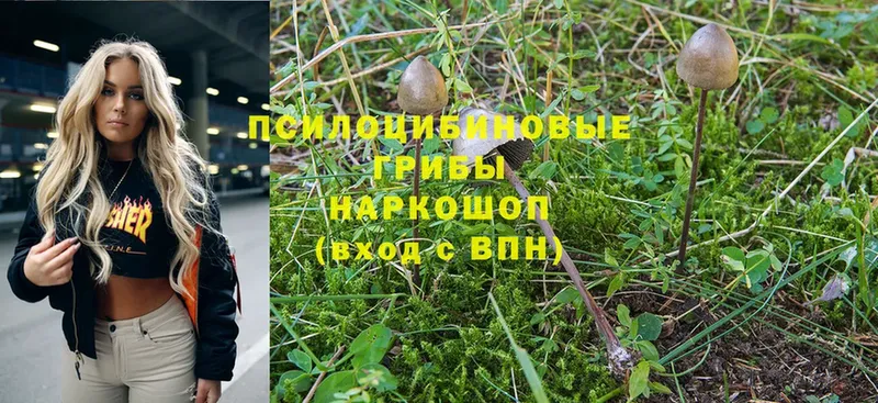 Псилоцибиновые грибы MAGIC MUSHROOMS  купить закладку  Белокуриха 